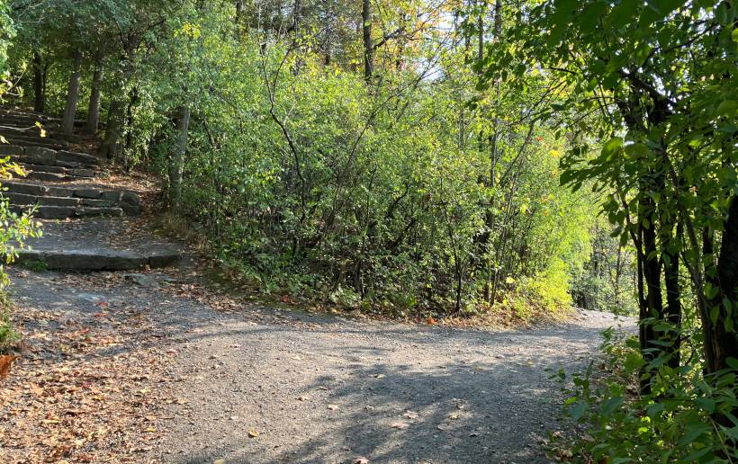 A fork in the path in the woods