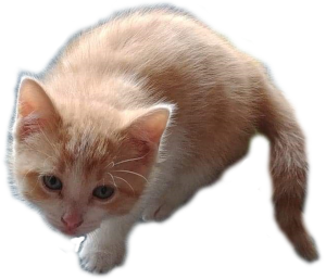 Gus