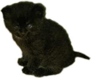 Hagrid