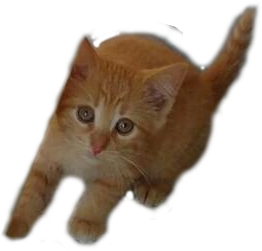 Nemo