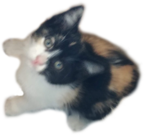 Patches